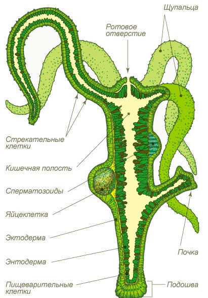 Kraken магазин интернет